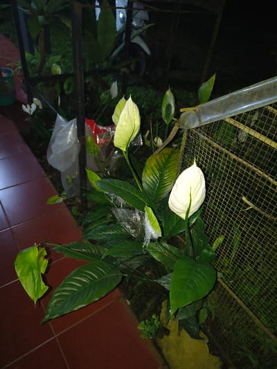 The image displays an outdoor or semi-outdoor vegetated area in Tarqumiyah, Palestinian Territory, under low light conditions. The foreground features a reddish-brown tiled surface on the left. Dominating the center are several peace lily (Spathiphyllum) plants, with two large, erect spathes prominent: one pale green in the central upper portion and another white to the right. These plants are characterized by multiple dark green, ovate leaves, some exhibiting minor damage or discoloration, and a fine, white fibrous material adhered to central leaves. To the right, a light-colored metal mesh fence is visible, with a horizontal, translucent pipe or tube running along its upper edge. The background is dark, indicating evening or night, with obscured green foliage. In the upper left background, behind a dark vertical bar, a light blue/green bucket is partially visible, along with a white plastic bag and a red object at the base of the plants. A white object, possibly a scooter or motorbike, is faintly discernible in the dark upper background, behind the fence and vegetation. The overall environment appears to be a garden or patio area.
