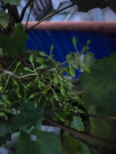 A close-up, low-angle shot captures a cluster of developing green grapes on a vine. The young grapes are small and oblong, clustered together along a thin stem. Their smooth, light green surface suggests they are in an early stage of growth. Surrounding the grapes are lush, dark green leaves, some of which are partially obscuring the cluster. The vine itself is a reddish-brown color.

In the background, a bright blue surface is visible, possibly a tarp or some other fabric, stretched taut. Above this blue material, a reddish-brown horizontal bar or pipe runs across the frame. The lighting appears to be dim, suggesting it might be early morning or late evening, or an overcast day. The overall scene evokes a natural, agricultural setting, likely a vineyard or garden, given the presence of grapevines. No people or animals are visible. There is no discernible text in the image. The context of Vozrozhdeniye, Russia, places this scene in a specific geographic location, though no visual cues within the image directly indicate this.