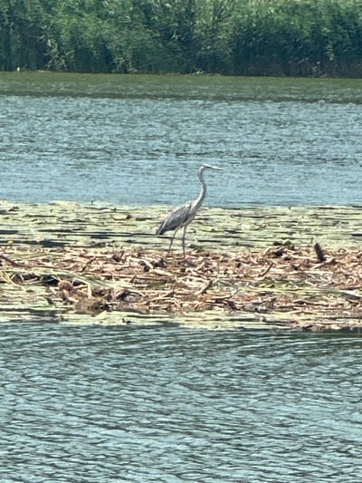 The image shows a grey heron standing on a floating island of reeds and debris in a body of water. The water is a light blue-green color with ripples, suggesting a gentle current. In the background, there is a dense line of green foliage, likely trees or reeds, bordering the water. The heron is facing to the right, with its long neck extended and its beak pointed slightly downwards. Its legs are thin and grey, and it appears to be standing still. The floating island is composed of many long, thin, brown and green elements, possibly dead vegetation or aquatic plants. The overall impression is of a natural, peaceful scene. The image was taken on August 11, 2024, at 11:18 AM in Khlypnivka, Ukraine.