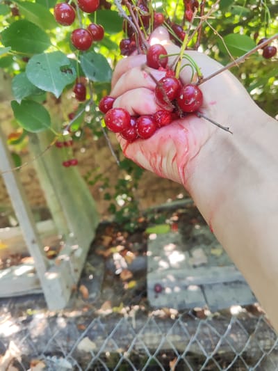 A person's hand is shown holding a cluster of ripe red cherries, with their stems still attached. The hand appears to be gently cupping the cherries, some of which are slightly crushed, releasing their juice. The juice stains the skin of the hand with a vibrant red hue. The background is blurred but suggests an outdoor setting with green foliage, likely a cherry tree. Sunlight filters through the leaves, creating dappled light. Some dried leaves and a chain-link fence are visible in the lower portion of the image. The scene evokes a sense of harvesting fresh fruit on a sunny day, possibly in a rural or garden environment in Kara-Bak, Kyrgyzstan. The abundance of cherries and the stained hand suggest a successful and enjoyable picking session. The time of day appears to be daytime, likely late morning or early afternoon, given the bright sunlight. No text is visible in the image.