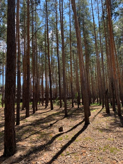 This is a photograph of a pine forest in Hostomel, Ukraine. The trees are tall and slender, with rough brown bark. The ground is covered in pine needles, cones, and fallen branches. Sunlight filters through the canopy, casting long shadows on the forest floor. In the background, a building with a dark roof and walls is visible, partially obscured by the trees. The sky is blue with a few white clouds.
