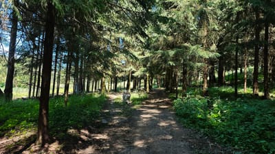 A Siberian husky is walking on a dirt path in a forest. The dog is gray and white with a bushy tail. The dog is looking at the camera. The path is lined with trees on both sides. The trees are tall and thin with green leaves. The sun is shining through the trees, casting shadows on the path. There is green grass and other vegetation growing on the sides of the path. The image appears to be taken in the city of Shchapovo, Russia.
