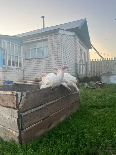 Three white turkeys are perched on a weathered wooden structure. The turkeys have pinkish-red heads and necks, contrasting with their white plumage. They appear to be in a rural setting, with a brick building and a wooden fence visible in the background. The building has windows with decorative grilles and a light blue trim. Green grass grows around the structure and the fence. A wheelbarrow is also visible near the fence. The lighting suggests it is either early morning or late afternoon, with the sun low in the sky, casting a warm glow. There is no visible text in the image.