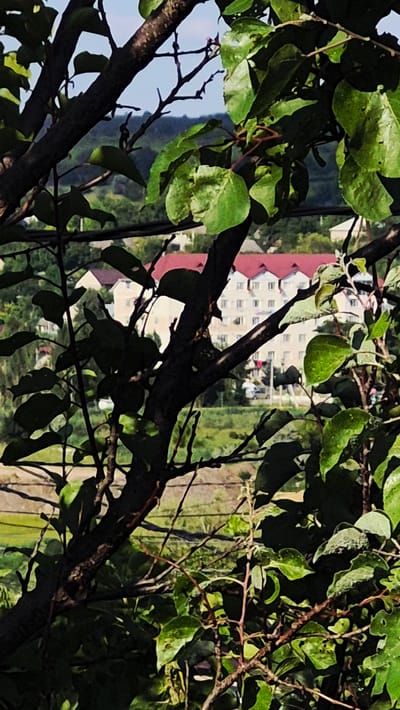 The image is a close-up shot of tree branches and green leaves, partially obscuring a background scene. The background appears to be an urban or suburban environment, with a building or buildings visible. One building has a prominent red roof and multiple windows, suggesting it could be an apartment complex or an institutional building. In the distance, there are hints of greenery and possibly other structures, indicating a developed area. The branches and leaves are in the foreground, creating a natural frame for the background elements. The lighting suggests it is daytime, with sunlight illuminating the leaves and casting shadows. The overall impression is one of looking out from a leafy vantage point, perhaps from a park or a residential garden. The context of Ialoveni, Moldova, places this scene within a European setting. There is no visible text in the image.
