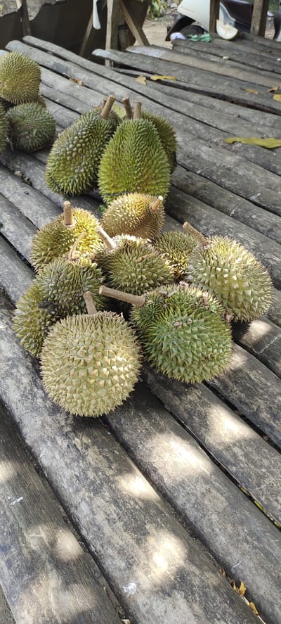 The image shows a collection of durians, a tropical fruit, arranged on a weathered wooden surface. The durians are green and spiky, with some showing their thick stems. The wooden surface appears to be a table or bench made of rough, aged planks, possibly bamboo, with visible grain and some staining. The lighting suggests an outdoor setting with dappled sunlight filtering through. In the background, there are hints of a wooden structure and foliage, indicative of a tropical or semi-tropical environment. The scene is devoid of people or any activity. Based on the context provided, this scene is located in Kilometer Delapan, Indonesia.