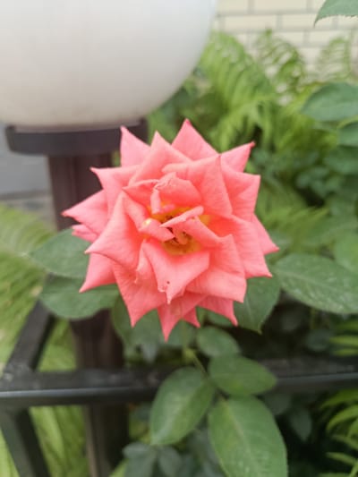 The image shows a close-up of a vibrant pink rose in bloom. The rose is the central focus, with its petals unfurled in a radial pattern. The background is softly blurred, revealing hints of green foliage and what appears to be a light-colored, rounded object, possibly a lamp or a part of a garden fixture, to the left of the rose. There is also a glimpse of a dark, horizontal bar, likely a fence or railing, in the lower portion of the image. The overall impression is a natural, garden setting. This scene is located in the city of Kara-Balta, Kyrgyzstan.