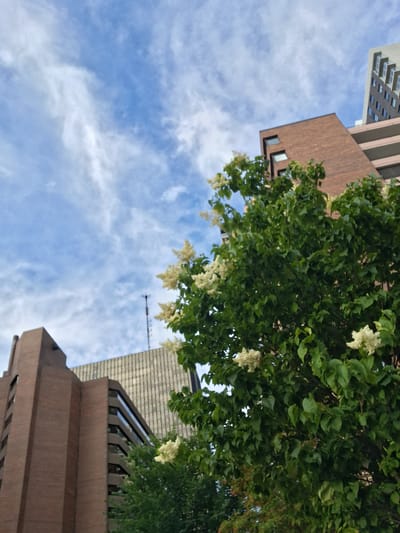 This media file captures an upward-looking view of urban architecture and nature against a bright, partly cloudy sky, likely in Ottawa, Canada. The scene is dominated by the lush green foliage of a tree, dotted with clusters of small white flowers, which partially obscures the surrounding buildings.
The buildings themselves present a contrast in materials and design. One appears to be a modern, light-colored structure with repeating patterns of dark windows. Adjacent to it is a building with reddish-brown brickwork and a textured facade. Further into the frame, another building features a grey, tiled roofline and angled windows, hinting at a contemporary architectural style. The overall impression is one of a city environment where natural elements intermingle with human-made structures.
The sky is a vibrant blue, streaked with wispy white clouds, suggesting a pleasant daytime with fair weather. A metallic antenna-like structure extends horizontally across a portion of the sky, indicating the presence of urban infrastructure. There are no people visible in the frame. The orientation of the shot implies it was taken from ground level or a lower vantage point, looking upwards. The lighting suggests it is likely daytime, possibly late morning or afternoon. No text is visible in the media file.