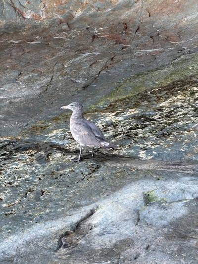 A juvenile seagull stands on a textured, wet rock face in Laguna Beach, California. The rock exhibits various shades of gray, blue, and brown, with patches of green algae and white mineral deposits. Sunlight glints off the wet surfaces, creating highlights and shadows. The seagull, facing left, has gray and white plumage, a long beak, and dark eyes. Its legs are thin and black, with webbed feet. The background is a continuation of the rocky terrain, suggesting an outdoor, coastal environment.