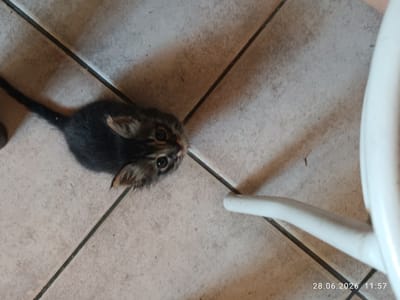 An overhead shot captures a very young tabby kitten with dark gray and brown fur, its tail extended to the left. The kitten is looking up towards the right with wide, dark eyes and alert ears. It is positioned on a tiled floor, with dark grout lines forming a grid pattern. To the right of the kitten, the white leg of a chair is visible, casting a shadow on the floor. The timestamp "28.06.2026 11:57" is displayed in the bottom right corner of the image. The setting appears to be indoors.
