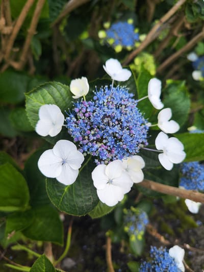 Close-up view of a blue and purple lacecap hydrangea flower with white sterile florets surrounding the cluster, set against a background of green leaves and woody stems. The flower is likely located in Ponta Delgada, Portugal, though the exact location cannot be determined from the image. No people are visible.