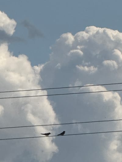 Two small, dark birds are perched on separate, parallel utility wires against a backdrop of a blue sky with large, fluffy white clouds. One bird is on the lower wire, slightly to the left of center, and the other is on the same wire, further to the right. The image was taken in Plysove, Ukraine.