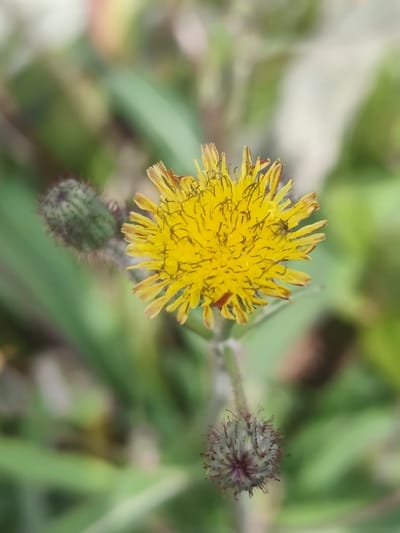 The image displays a close-up, top-down perspective of a single blooming yellow composite flower, consistent with a species from the Asteraceae family such as *Sonchus* (sow thistle) or *Taraxacum* (dandelion), located in an outdoor natural setting within Palangka Raya, Indonesia. The flower is vibrant yellow, composed of numerous ray florets, with some outer florets exhibiting minor browning at their tips. Two small insects are observed on the flower's surface: a dark-bodied insect, possibly a fly, rests on the upper-right portion of the petals, and a smaller, reddish insect is visible towards the lower-center of the bloom. Adjacent to the main flower, two unfocused flower buds are present: one to the upper-left and another below, connected by a slender stem. Both buds are green, possess a spiky or hairy texture, and the lower bud shows hints of purplish-brown at its tip. The background is a heavily blurred expanse of green and light-colored foliage, indicating a shallow depth of field. No human figures or artificial structures are discernible.