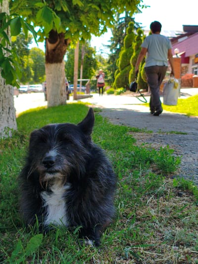 This vertical full-shot image captures an outdoor scene, likely along a village or town pathway in Velyka Bahachka, Ukraine, under bright daylight conditions.

In the immediate foreground, a shaggy black dog with white markings on its snout and chest rests on green grass, looking directly towards the viewer. Its left ear is distinctly perked upwards. The grass beneath the dog is lush, with some dry patches and small weeds.

Mid-ground, an adult person walks away from the camera on a paved path, carrying a black bag in their left hand and a white shopping bag in their right. They are wearing a light blue t-shirt and dark pants. The path appears to curve slightly to the right.

Further along the path in the background, another person, appearing smaller (possibly a child or younger adult), is visible, also walking away from the camera and carrying a bag.

The scene is lined with trees and greenery. To the left, a large tree with a white-painted trunk is prominent, with its green leaves extending into the upper left of the frame, partially obscuring the view. Another white-painted tree trunk is visible further back on the left. In the mid-ground right, a row of neatly trimmed, conical evergreen trees adds a decorative element. In the far background, buildings are visible, one with a distinctive reddish-brown roof. The bright sunlight creates clear shadows, suggesting it is midday or early afternoon. No visible text is present in the image.