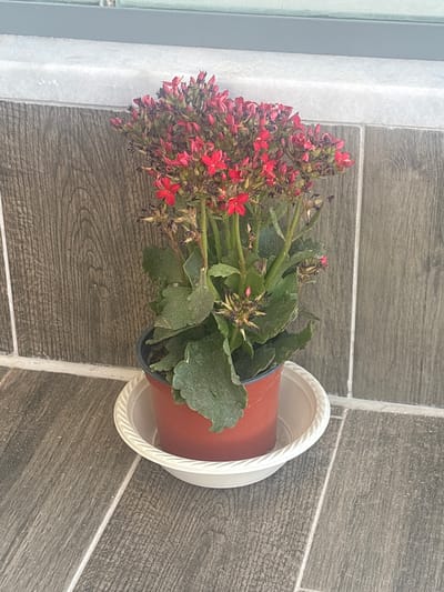 A potted plant with red flowers is placed on a tiled surface. The plant is in a terracotta pot with a white saucer. The leaves of the plant are green and fleshy. The red flowers are small and clustered together. The tiled surface appears to be an outdoor area, possibly a balcony or patio. The tiles are a dark gray color with a wood-grain pattern. There is a white trim along the edge of the tiled area. The image is taken from a high angle, looking down at the plant. The lighting suggests it is daytime. There is no visible text in the image. The location is Be'er Sheva, Israel.