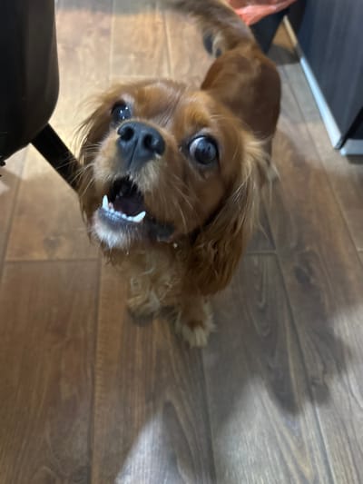 A tan Cavalier King Charles Spaniel is looking up at the camera with its mouth open, showing its teeth and tongue. The dog has large, round eyes and floppy ears. It is standing on a wooden floor. In the background, there is a black object on the left and a gray cabinet on the right. A red plastic bag is also visible in the background. The location is in the city of Sapronovo, Russia.