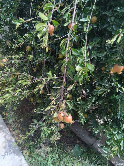The image shows a close-up view of a pomegranate tree laden with ripe fruits, set against a backdrop of dense green foliage. The pomegranates, varying in color from green to reddish-orange, are scattered throughout the branches, with some clusters prominently displayed. The tree is situated in an outdoor environment, with a strip of concrete and patches of grass visible in the foreground, suggesting an urban or semi-urban setting. The overall scene captures the natural bounty of the fruit-bearing tree.