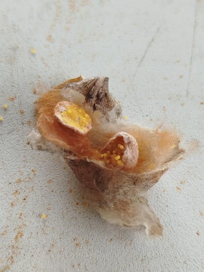 A close-up, overhead shot shows a spider egg sac on a textured, light gray surface speckled with light brown and yellow debris. The egg sac is roughly oval-shaped and composed of tan and brown papery material, interwoven with wispy, pale brown silk. It appears to be open at the top, revealing multiple clusters of small, bright yellow, spherical eggs. One cluster is prominently visible in the foreground, with another smaller cluster slightly to the right and behind it. The overall impression is of a natural, organic structure resting on an artificial, speckled surface. The location is specified as Баравухскі сельскі Савет, Belarus.