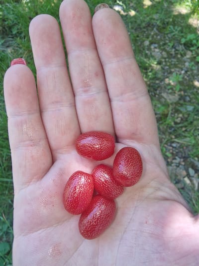 A close-up, overhead shot shows a hand holding five small, red, oval-shaped berries. The berries are speckled with small, golden dots, and the hand's skin is visible, with fingerprints and some minor dirt or dust. The background is a blurry mix of green grass and brown dirt. There is no specific indication of the location being Bershad, Ukraine.