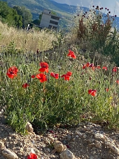 The image shows a close-up view of red poppies in a field, with a blurry background of rolling hills and a building. The poppies are in various stages of bloom, with some fully open and others still in bud. The field is overgrown with tall grass and weeds, and the ground is covered in pebbles and dirt. In the distance, a multi-story building with several windows is visible on a hillside, surrounded by trees. The sky is a clear blue with a few wispy clouds. The overall scene appears to be a rural landscape in Belo Pole, Bulgaria, likely during the daytime with good lighting conditions.