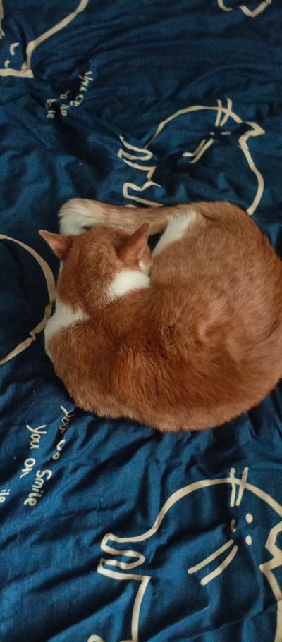 A ginger and white cat is curled up asleep on a blue blanket with white cat outlines and text. The cat's head is tucked into its body, and its tail is wrapped around it. The blanket has wrinkles and creases, suggesting it is made of a soft fabric. The text on the blanket is in white cursive and appears to say "You all smile" and other illegible phrases. The image is taken from a top-down perspective. The location is not specified in the image or provided in the prompt.