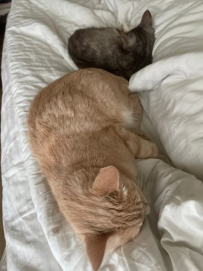 This image shows two cats sleeping on a white, striped duvet. The cat in the foreground is a ginger tabby, curled up on its side with its head resting on the duvet. The second cat, a darker tabby, is visible in the background, also sleeping. The scene is indoors, likely on a bed. The location is specified as Korotycha, Russia, but there is no visual information in the image to corroborate this.