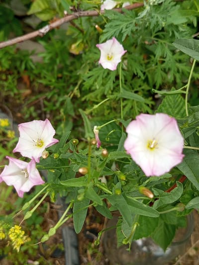 A close-up, slightly downward angled shot captures a cluster of small, white and pink convolvulus flowers with green leaves and stems. Some flowers are in full bloom, revealing their delicate petals and yellow centers, while others are in bud form, appearing as small, green capsules. The background is a blur of green foliage and earthy tones, suggesting an outdoor, natural setting. No people or specific urban landmarks are visible, making it impossible to determine the precise location within the city of Кенжекөл, Kazakhstan. The lighting is natural, and the focus is sharpest on the flowers in the foreground.