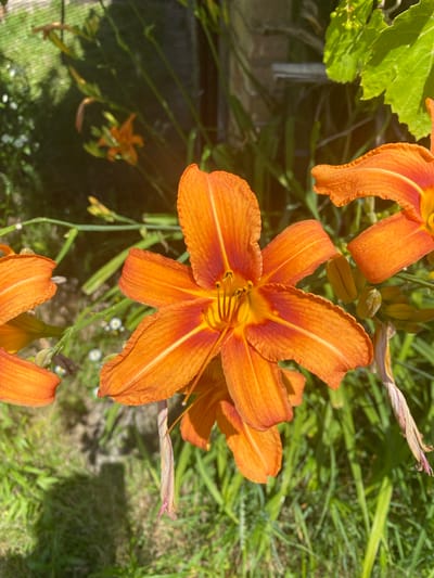 The image depicts a cluster of vibrant orange daylilies in a garden setting. The main focus is on a large, fully bloomed daylily in the foreground, displaying its distinctive six petals with red-orange streaks near the center and yellow stamens. Several other daylilies, some in bloom and some as buds, are visible in the background, along with green foliage and a hint of a brick structure. The scene is bathed in natural sunlight, creating strong shadows on the grassy ground. This photograph was taken in Liutizh, Ukraine.