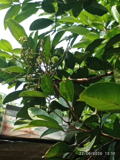 A close-up, vertical outdoor shot captures a branch of a tree bearing small, green fruits and numerous green leaves. The fruits are clustered and appear to be developing on thin stems. Some of the fruits have a spiky texture. The leaves are broad and ovular, with visible veins. The background is mostly composed of more leaves and branches, with a bright sky visible in the upper left corner. In the lower left of the image, a blurred section of a wooden structure is visible. The lower right corner displays a timestamp: "22/06/2026 13:10". The image is lit by natural daylight.