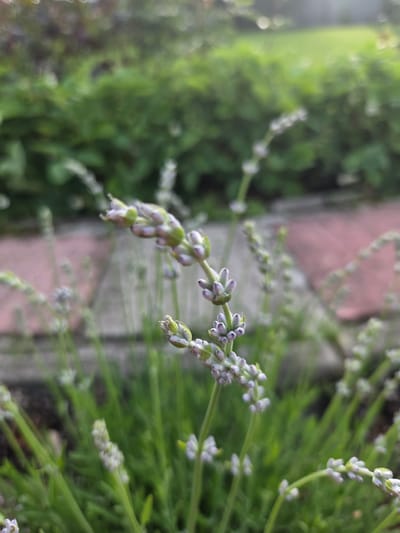 This is a close-up, vertically oriented photograph of lavender flowers. The focus is on a flowering stalk on the left side of the frame, showcasing the small, clustered purple buds and some open blossoms. The background is softly blurred, revealing a mix of green foliage and hints of a textured, pinkish-red surface, possibly a brick or stone pathway. The overall impression is one of a natural, outdoor setting, likely a garden. The lighting suggests it could be daytime, possibly late afternoon or early morning due to the soft quality of light. There is no text visible in the image. The image is from Frolovo, Russia.