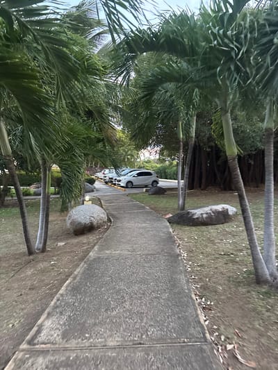 This image depicts an outdoor tropical landscape in Olde Yard Village, British Virgin Islands, centered on a curved concrete pathway. The pathway, appearing grey and worn, extends from the foreground to the midground, bending towards the left.
The scene is framed by numerous tall palm trees with green fronds and light-colored, segmented trunks on both sides of the pathway. To the right, beyond the palm trees, a dense grove of trees with dark, visible root systems or multiple trunks creates a solid green background.
The ground surrounding the pathway consists of sparse grass and exposed reddish-brown soil, with scattered dry leaves, particularly on the right. Large, smooth, grey boulders are placed as landscape features beside the pathway, notably one prominent boulder to the left of the path in the midground.
In the background, to the left of the pathway's bend, a paved parking area is visible. Several vehicles are parked in a row, including a white hatchback or small SUV prominent among them, with yellow parking space lines visible on the asphalt. The sky above, partially obscured by palm fronds, appears overcast or hazy. No individuals or animals are present in the scene, and no specific actions are depicted. The lighting is natural and diffused, suggesting an overcast day, early morning, or late afternoon.