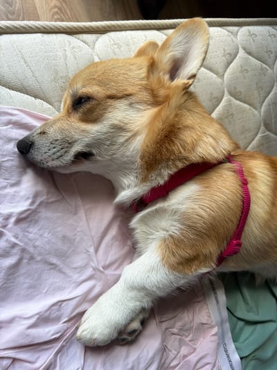 A corgi dog is lying on its side on a mattress covered with a pink sheet and a green sheet. The dog is wearing a pink harness. The dog's head is resting on the pink sheet, and its eyes are closed, suggesting it is sleeping or resting. The mattress has a quilted pattern. To the right of the dog, there are Calvin Klein underwear visible between the pink and green sheets. The scene appears to be indoors. The lighting suggests it is daytime, possibly morning or afternoon. The overall mood is peaceful and relaxed.