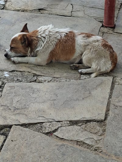 A brown and white dog is curled up and sleeping on a stone patio. The dog's fur is a mix of light brown and white, with darker brown markings on its head and back. Its eyes are closed, and its head is resting on its paws. The patio is made of irregularly shaped, large gray stone tiles with visible cracks and grout lines. A red pipe is visible on the left side of the image, running horizontally. The scene appears to be outdoors, with natural lighting, suggesting it could be daytime. The dog seems peaceful and comfortable. There is no visible text in the image. The location context is Malka Vereya, Bulgaria.