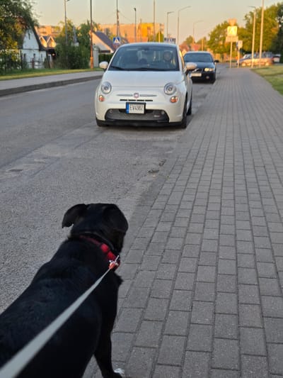 A black dog on a leash, wearing a red collar, is being walked on a paved sidewalk. The dog is in the foreground, and its body extends out of frame. A white Fiat 500 car is parked on the street next to the sidewalk, and another black car is parked behind it. The scene appears to be in a residential area, with houses and trees visible in the background. Streetlights and traffic signs are also present. The time of day seems to be late afternoon or early evening, with warm, golden light illuminating the scene, suggesting good weather. The license plate of the white Fiat reads "EV498Z". The setting is Širvintos, Lithuania.