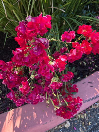 This is a close-up, eye-level, outdoor shot of a cluster of small, vibrant red roses. The roses are the primary subject, filling the majority of the frame with their rich color and delicate petals. Some of the roses are fully bloomed, showcasing their inner stamens, while others appear to be in various stages of opening or have begun to wilt. The roses are attached to thorny stems and green foliage.
In the background, there are tall, thin blades of green grass or reeds, suggesting a garden or a landscaped area. The ground beneath the roses is covered with dark mulch, interspersed with a few fallen rose petals and leaves.
To the right and bottom of the image, a pinkish-red curb is visible, with shadows of the rose stems and leaves cast upon it. The curb appears to be located next to a paved surface, possibly a sidewalk or street, which is visible in the lower right corner. The lighting suggests it is daytime, with the sun casting distinct shadows.
The location is identified as Mountain View, United States of America. The overall scene depicts a close-up view of a rose bush in a natural or landscaped outdoor setting.