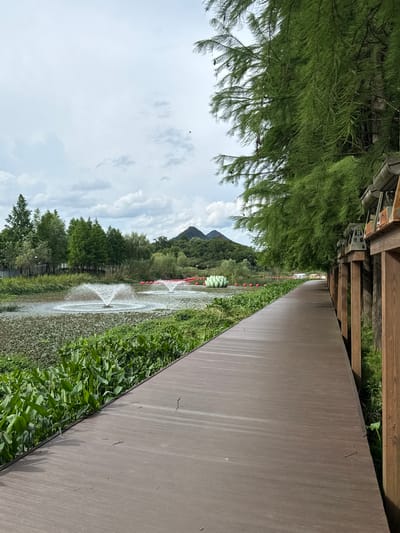 The image depicts a boardwalk path in the Lin'an District, China, bordering a lake or pond. The boardwalk is made of brown composite decking and runs along the right side of the frame, curving slightly away from the viewer. To the left of the boardwalk is a dense area of lush green aquatic plants, followed by a body of water with two active water fountains. In the distance across the water, there are trees, hills, and a cloudy sky. Several pink spherical objects are visible in the water, and a large, pale green lotus-like sculpture is also present. The boardwalk is lined with wooden posts and a simple railing structure. Overhanging branches from a tall, feathery tree extend from the upper left of the frame. The overall scene is one of a park or natural recreational area.