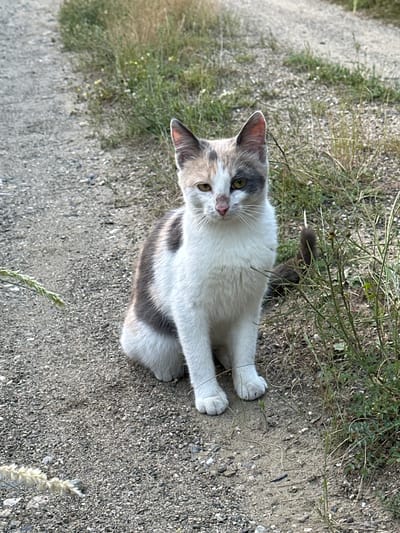 The image displays a domestic tri-color cat seated on an unpaved dirt and gravel path in the city of Brosh, Bulgaria. The cat, appearing to be a young adult or juvenile, exhibits a calico coat pattern consisting of white, grey, and faint tan/orange patches. Its head is predominantly white, featuring a distinctive grey patch over its left eye and ear, a smaller tan/orange patch above the right eye, and a pink nose with white whiskers. The cat's eyes are open, yellowish-green, and directed towards the viewer, conveying an alert expression. Its body is primarily white on the chest and lower flanks, with grey patches visible on its back and sides, including a prominent grey patch on its left flank. The tail, which is grey, curves behind the cat.
The ground surface consists of light grey/tan gravel and compacted dirt, characteristic of an unpaved road or trail. Along the right side of the path, sparse green and dried grasses, weeds, and other small plants are growing. Similar vegetation extends into the soft-focus background, suggesting a semi-natural or rural outdoor setting. A piece of dried grass with a feathery seed head is partially visible in the lower left foreground. The scene is illuminated by natural daylight.