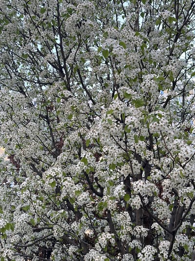 The image shows a dense canopy of a tree in full bloom, likely a flowering tree such as a cherry or pear. The branches are dark brown, and the flowers are small and white, clustered tightly together. Green leaves are scattered among the blossoms. The sky is visible in the gaps between the branches, appearing pale blue. The orientation of the image suggests it was taken looking upwards towards the sky through the branches. The image contains no people, actions or interactions. The location and city of Novoaleksandrovka, Russia, cannot be confirmed from the provided image.