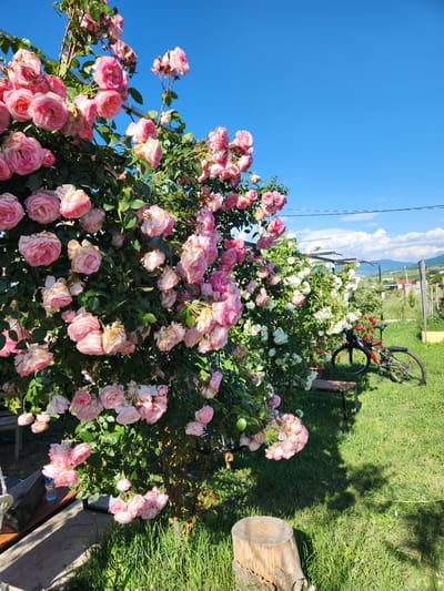 This image depicts a sunny outdoor garden scene in Gorovani, Georgia. The foreground and left midground are dominated by a dense, profusely blooming climbing rose bush featuring numerous light to medium pink roses, some exhibiting slight browning on petal edges. Behind this, a bush with white roses is visible, extending towards the right. A clear, bright blue sky with scattered white cumulus clouds forms the upper background, with distant hills or mountains visible below the horizon. The ground is covered in vibrant green grass, displaying distinct shadows indicative of strong sunlight from the right. A cut wooden tree stump is situated in the lower-left foreground. In the right midground, a red and black bicycle leans against a rose bush or support structure. A partially visible wooden bench or low table, with a clear plastic water bottle, is positioned behind the pink roses. A thin horizontal wire or cable traverses the midground. Vertical posts and a yellow wooden planter are visible in the far right midground. No individuals are present in the scene.
