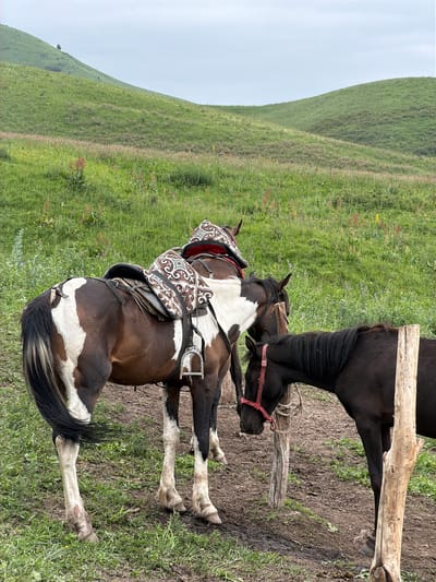 This is a vertical, eye-level shot of two horses in a grassy, hilly area, likely in Kaindy, Kyrgyzstan. One horse, a bay and white pinto, is in the foreground, facing away from the camera and to the left. It is adorned with a decorative saddle blanket and saddle, featuring intricate white and red patterns on a brown background. The horse's tail is long and dark, with white accents. Its legs are visible, and appear a light color.

Behind the pinto, a darker horse, possibly black or dark bay, is partially visible, facing towards the pinto and dipping its head as if to drink or eat. This horse is wearing a red halter. Both horses are standing on a muddy patch of ground with sparse green grass.

In the background, a lush green hillside slopes upwards. The grass on the hill is dotted with small wildflowers in various shades of pink, purple, and yellow, suggesting a spring or summer day. The sky is overcast and a pale gray, indicating a cloudy or hazy weather condition. A few weathered wooden posts are also visible in the scene, possibly part of a fence or feeding structure. The overall impression is a peaceful, pastoral scene in a natural, rural setting. There is no visible text in the image.