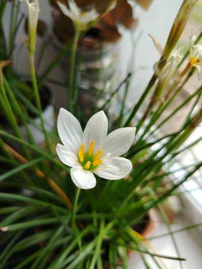 A close-up, eye-level shot captures a solitary white rain lily in full bloom, its delicate petals unfurling to reveal bright yellow stamens. The lily is surrounded by its long, grass-like green leaves and stems. In the background, out-of-focus elements suggest a natural or domestic setting, possibly an indoor plant or garden. The overall lighting is soft and diffused, highlighting the intricate details of the flower. No people or specific landmarks of Rudzensk, Belarus are visible.
