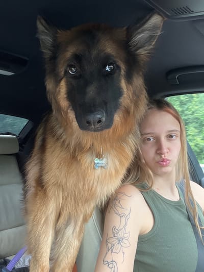 A German Shepherd dog and a young woman are seated inside a car. The dog is positioned in the front passenger seat, with its head and shoulders obscuring the driver's side. The woman is in the driver's seat, looking towards the camera with her lips pursed. The dog has a light blue tag on its collar. The woman has a tattoo of a floral design on her left arm and is wearing a green tank top. The interior of the car appears to be light-colored leather. Outside the car, green foliage is visible, suggesting a rural or suburban setting. The image is taken from a frontal, slightly elevated perspective. There is no indication of the location being in Tulovo, Bulgaria.
