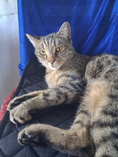 A tabby cat lies on a black quilted surface, with a blue fabric draped behind it. The cat is positioned to the left of the frame, facing the viewer with its head tilted slightly. Its eyes are open and yellow, with pupils dilated. The cat's fur is a mix of gray, brown, and black stripes. Its paws are crossed in front of its chest. The background consists of a textured white wall on the left, a bright blue fabric with visible folds and creases, and a black quilted surface underneath the cat. There are no people or other animals visible in the image. The setting appears to be indoors, with natural light coming from the left. The location of Vasilevka, Kazakhstan, is not depicted in this image.