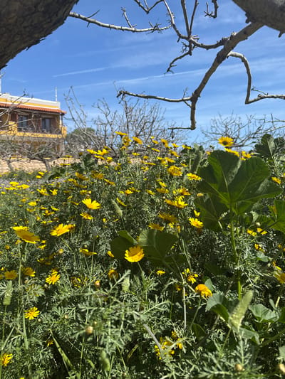 The image depicts a vibrant, sunlit outdoor scene in the city of Aegina, Greece. The foreground is dominated by dense, waist-high vegetation consisting primarily of numerous yellow daisy-like flowers (possibly *Glebionis coronaria* or similar species) with slender green stems and feathery leaves. Interspersed among these are broader green leaves, notably on the right side, belonging to a different plant species.

In the midground, a field of these yellow flowers extends further back. Behind the flowers, a low, light-brown stone wall is partially visible. Several gnarled, leafless tree branches, appearing to be part of deciduous trees or shrubs, are scattered throughout the mid and background, silhouetted against the sky and the distant structures.

On the left side of the background, a portion of a two-story building is visible. It features light yellow stucco walls, a terracotta-colored tiled roof, and dark windows. A small balcony or overhang is present on the second floor. A thin white antenna-like structure rises above the building.

The upper portion of the image reveals a clear, bright blue sky with faint, wispy white contrails from an aircraft. The scene is illuminated by strong sunlight, suggesting a clear day. No individuals or animals are present.
