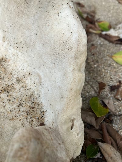 The image displays a close-up view of an irregular, off-white object, likely a piece of coral or porous marine rock, resting on a textured ground surface in Sơn Trà Ward, Vietnam. The object, which occupies the majority of the left and center frame, exhibits a highly porous surface with numerous small, circular indentations and an uneven, somewhat undulating edge along its right side, where a few small holes are visible. Patches of light brown and dark granular sand adhere to its surface, particularly on the left. A blurred, light-colored, smooth object is partially visible at the bottom-center, protruding from beneath the main object. To the right of the main object, the background shows a grey, granular ground surface, possibly concrete or pavement, strewn with several dried leaves, varying in color from brown to shades of green. No people are present, and no active actions or interactions between animate subjects are depicted. The scene captures static natural and environmental elements.