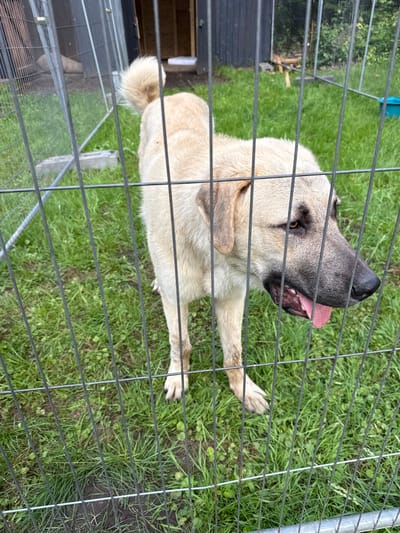 The image, captured in Egestorf, Germany, presents a large, light fawn-colored dog standing within a grassy outdoor enclosure. A gray metal bar fence occupies the foreground, partially obscuring the dog. The dog is positioned to the right of the frame, facing right with its head slightly lowered. Its mouth is open, revealing a pink tongue extended, and it has a dark muzzle with dark fur around its brown eyes. Its ears are medium-sized and slightly droopy. The dog's coat is short to medium length, with visible soiling or mud on its lower legs and paws.

The ground within the enclosure consists primarily of green grass with areas of exposed dirt, particularly towards the bottom of the fence. In the background, to the left, a dark-paneled building with vertical slats is partially visible. Another section of metal fencing is visible further back, behind which are green trees and bushes, along with scattered wooden debris on the ground. A small, light blue plastic tub is situated on the grass in the far right background. The scene is illuminated by overcast daylight.