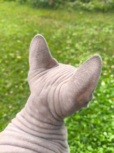 The image shows the back of a Sphynx cat's head and neck. The cat is light gray and has prominent wrinkles on its neck. Its large, pointed ears are visible, with fine hair along the edges. The background is a blur of green grass with some yellow and white flowers, suggesting an outdoor setting. The lighting appears natural, possibly indicating daytime. The focus is on the texture and form of the cat's skin. There is no visible text in the image. The setting is likely a garden or lawn in Orekhovo, Russia, given the provided location context.