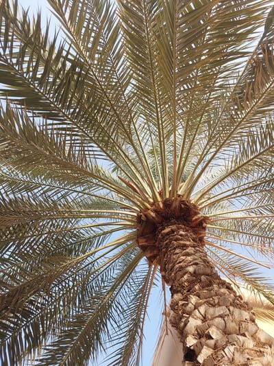 This is a low-angle shot looking up at the trunk and fronds of a date palm tree. The trunk is thick and covered in a rough, textured bark that appears to be made up of overlapping, rectangular segments. The fronds are long, thin, and feather-like, fanning out from the top of the trunk against a clear blue sky. Some of the fronds are a light green, while others have a browner, more dried appearance. The scene appears to be outdoors in a sunny environment, consistent with the climate of Seeb Province, Oman. There are no people or animals visible in the image. Part of a light-colored building is visible at the bottom right of the frame, suggesting an urban or semi-urban setting.
