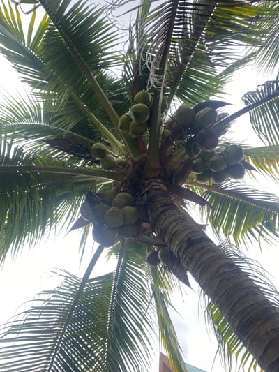 A low-angle shot of a coconut palm tree, potentially located in Baan Kai, Thailand, as inferred from the prompt. The trunk of the tree is visible from the bottom center of the frame, extending upwards. The trunk shows the rough texture characteristic of palm trees. Clusters of green coconuts are attached near the top of the trunk where the fronds emerge. The fronds extend outwards in all directions, their elongated leaves visible against a bright, overcast sky. A length of coiled, thin white plastic is around the base of a palm frond, possibly used as a makeshift tie or support. The lighting is soft, casting diffused shadows. A portion of a building is visible in the upper right corner.