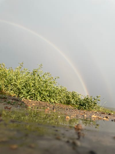 A double rainbow arches across a pale, overcast sky above a rural scene in Kara-Oi, Kyrgyzstan. In the foreground, a muddy puddle reflects the sky and the lush green foliage of a dense patch of weeds growing along a dirt path. The weeds are tall and leafy, with slender stems. Beyond the weeds, the terrain slopes gently towards a distant horizon, with low-lying vegetation visible. The overall impression is one of a damp, post-rain landscape.