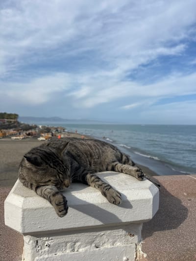 A tabby cat sleeps stretched out on a white pillar with a textured surface. The pillar is in the foreground, casting a shadow to the right. Behind the pillar, a beach with lounge chairs and umbrellas is visible, leading to the ocean. The sea is calm with small waves. In the distance, the coastline curves, with hills or mountains on the horizon. The sky is blue with scattered white clouds. The location is Torremolinos, Spain.